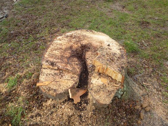 constat pourrissement des arbres du calvaire