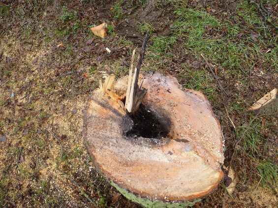 constat pourrissement des arbres du calvaire